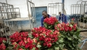 A worker moves boxes of roses from a trolley at the Maridadi commercial flower farm in Naivasha, Kenya. Photo: Panos/Sven Torfinn