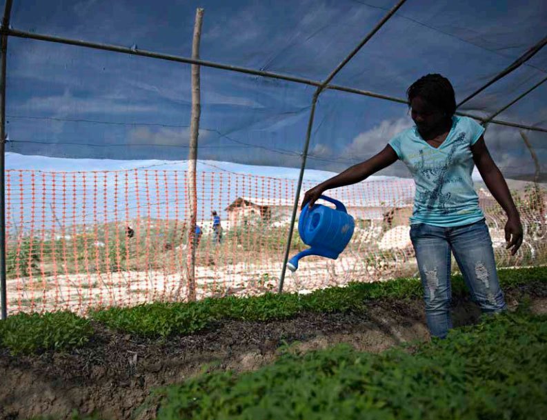 Photo of a woman watering plants inside a greenhouse in Haiti.