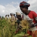 Women harvesting rice in Carysburg, Liberia.  Photo: Panos/Aubrey Wade
