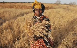 Un granjero en Gambia muestra las espigas de arroz durante un período de sequía. Foto: FAO/Seyllou Diallo