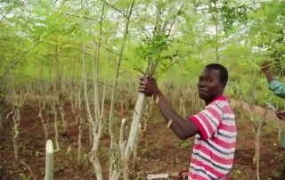 Un hombre con un árbol de moringa. Captura de vídeo la ONU en acción