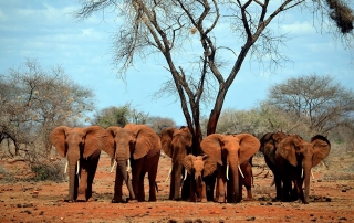 Elefantes en África Central. Foto: CITES