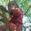 Un niño trepado a un árbol, sentado sobre sus ramas.