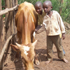 Dos niños de pie junto a una vaca.