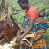 Una mujer alimenta a su vaca mientras carga a su bebé en la espalda.