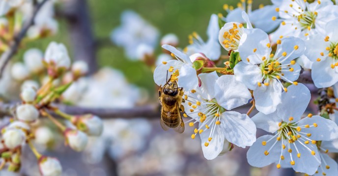 There are about 20,000 species of wild bees alone, plus some species of butterflies, moths, wasps, beetles, birds, bats and other vertebrates that contribute to pollination. © Georgiy Mykhalchuk / Shutterstock.com