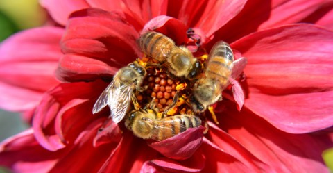 Bees Pollinate a Red Flower © Jeff Zehnder/ Shutterstock.com