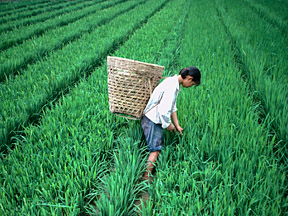 Une femme travaille dans une rizière. Photo ONU.