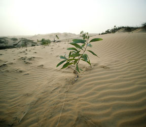 Une plante fragile sur un terrain desertique. Photo ONU.