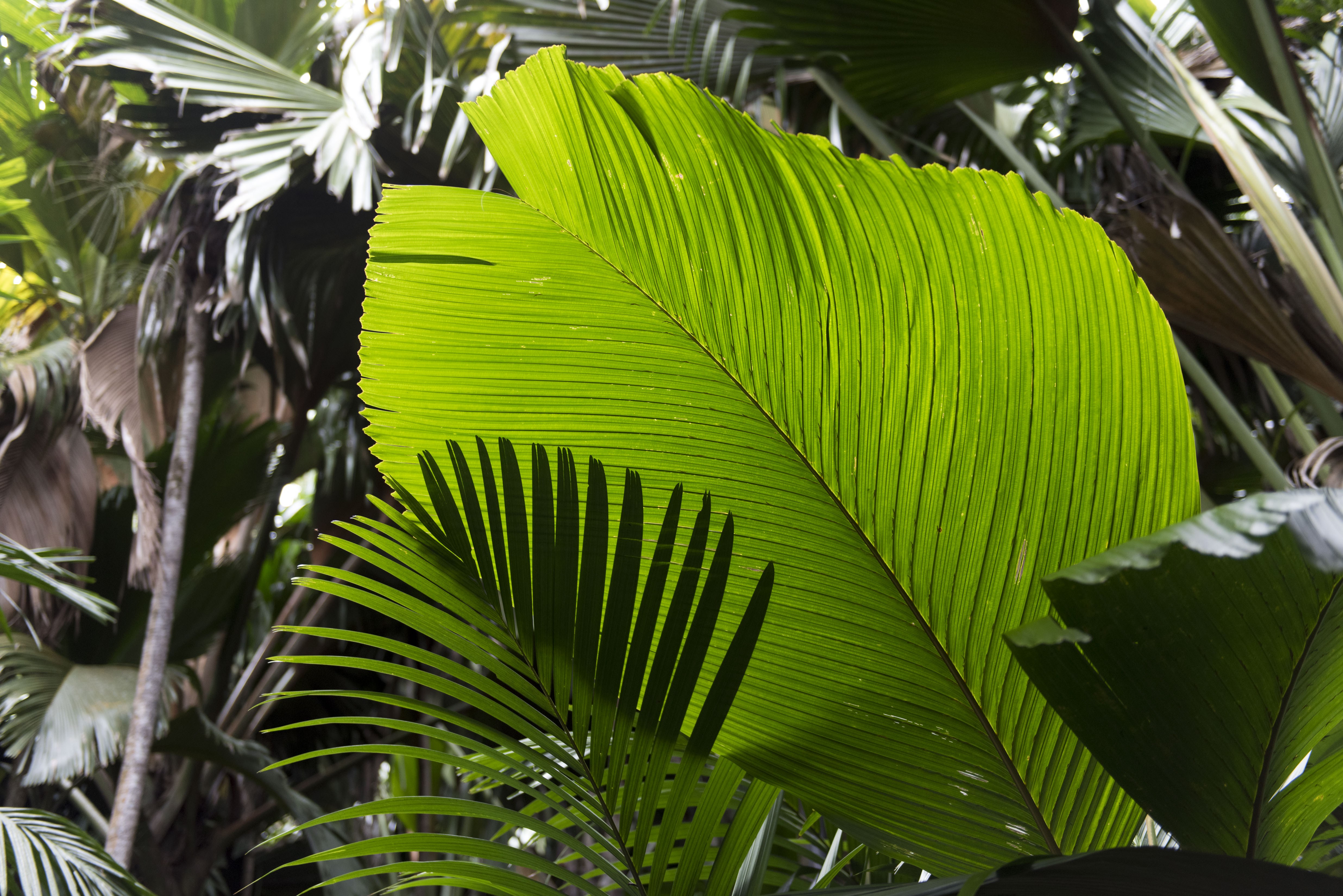 Photo: Detail of palm leaves in the Primeval Palm forest during the trip of Secretary-General Ban Ki-moon to Praslin Island to visit the Vallée de Mai Nature Reserve, a UNESCO World Heritage Site.