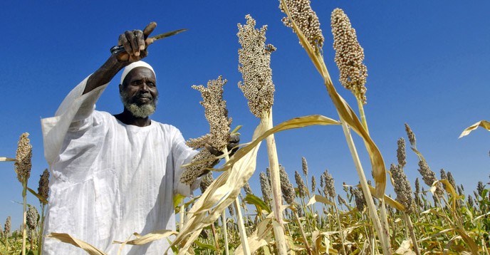 Sorgum farmer in Sudan. © UN Photo/ Fred Noy