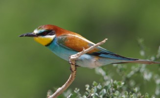 The European bee-eater in the Ichkeul National Park and Biosphere Reserve (Tunisia).