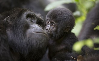 Baby mountain gorilla and mother