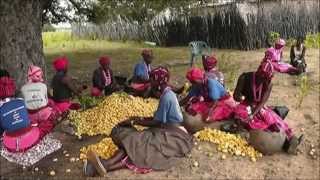 Oshituthi shomagongo, marula fruit festival