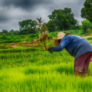 ICT helps farmer sow seeds of hope in rural Thailand