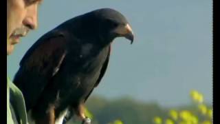 Falconry, a living human heritage