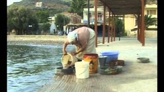 Know-how of cultivating mastic on the island of Chios