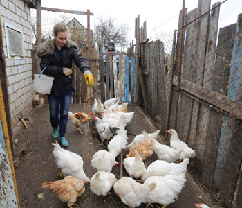 Женщина-фермер кормит своих кур, Луганск, Украина. Фото ФАО / Алексей Филиппов