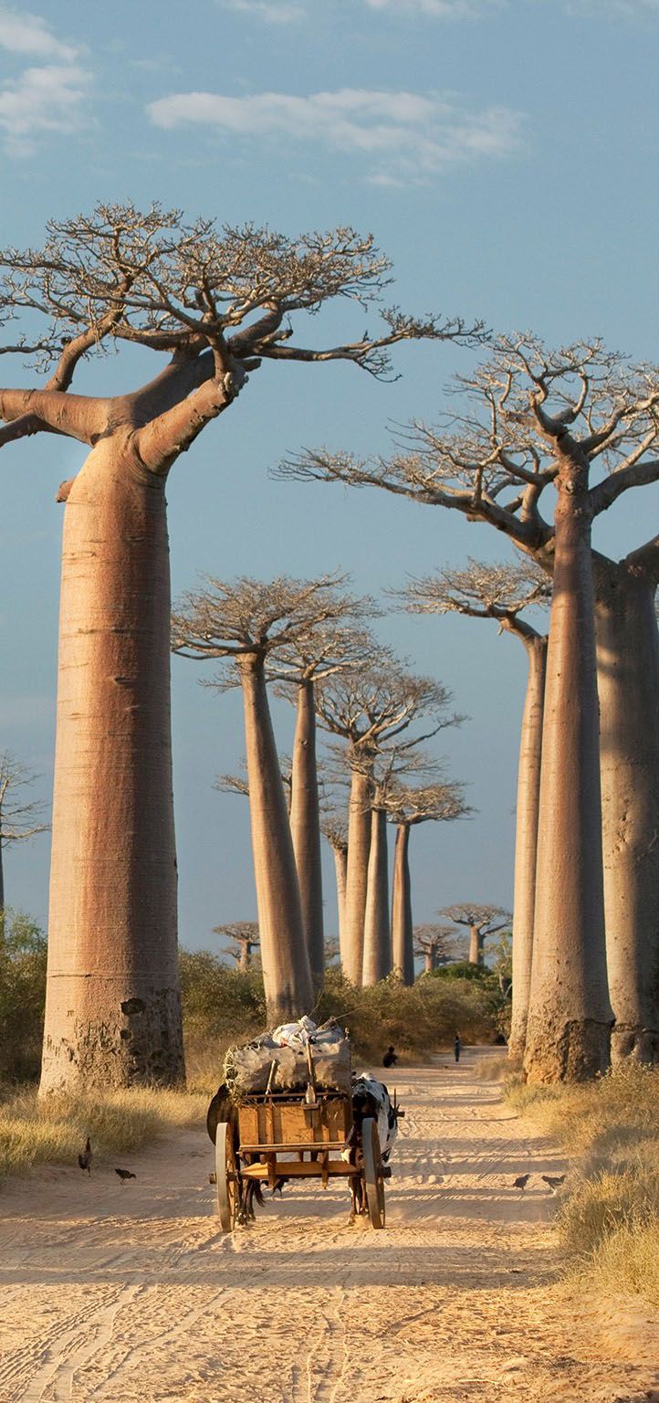 Avenue Of The Baobabs, Madagascar                                                                                                                                                                                 Mais