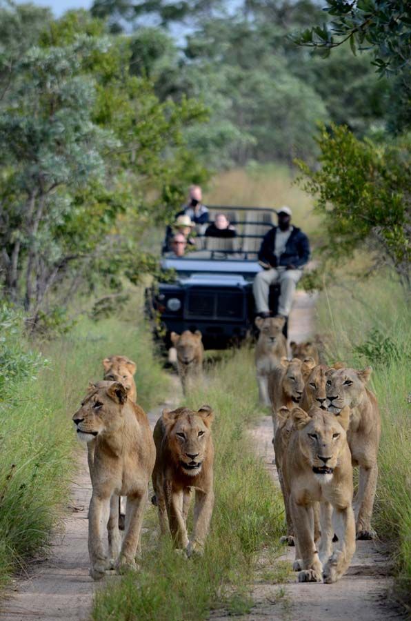 South Africa Safari  - Explore the World with Travel Nerd Nici, one Country at a Time. http://travelnerdnici.com