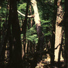 Patagonian forest, trees