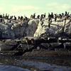 Penguins colony, Patagonian region, marine animals