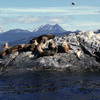 Colony of seals, Patagonian region, marine animals