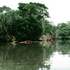 Sub-tropical forest and mangrove