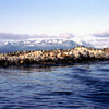 Penguins and seals, Patagonian region, marine animals