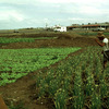 Vegetable fields, farm worker
