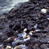 Pollution of the island coast-line