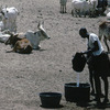Horned cattle by the well of Mbidi, shepherd