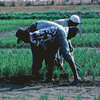Rice-fields, experimental area