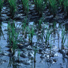 Rice-fields, experimental area