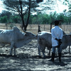 Artificial insemination, field, cattle rearing