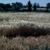 Experimental area, corn-field