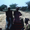 Experimental area, African women in a corn-field
