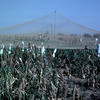 Farming experimental area for maize, nets over fields
