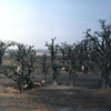 Desertification in the Thies region, drought trees