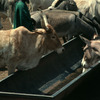 Cattle rearing