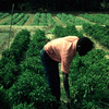 Experimental area, farm worker at work