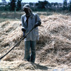 Experimental agricultural area, farmer working in a corn-field, farming