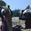 Experimental agricultural area, African women working in a corn-field