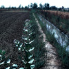 Farming experimental area for maize, irrigation