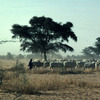 Cattle rearing, herd , savanna