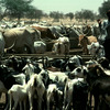 Cattle rearing, goats, horned cattle