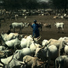 Cattle rearing, horned cattle, shepherd