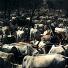 Cattle rearing, horned cattle