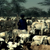 Cattle rearing, horned cattle, shepherds