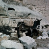 Troglodyte rock with a donkey